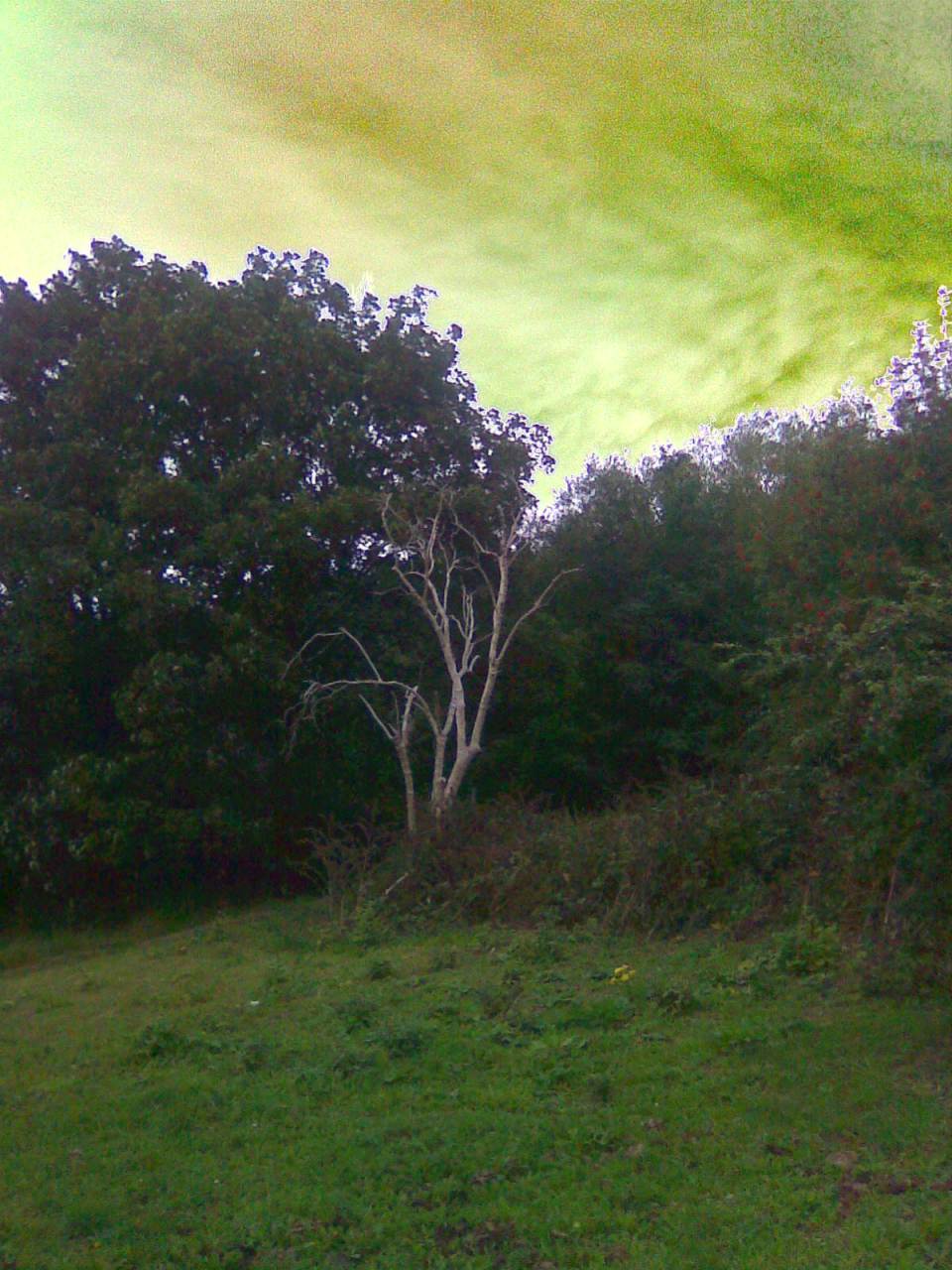 Tree near Buslingthorpe Lane